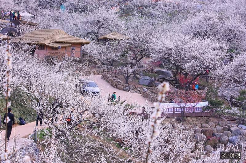 Gwangyang Maehwa Festival