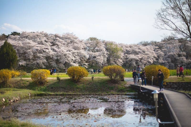 Gyeongju Cherry Blossom Festival