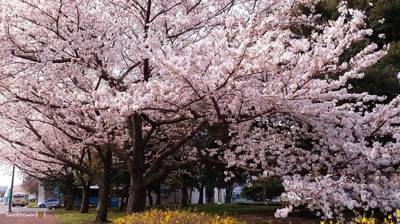 Festival musim semi Korea selatan