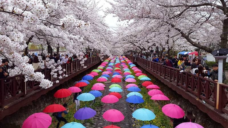 Jinhae Gunhangje Cherry Flower Festival