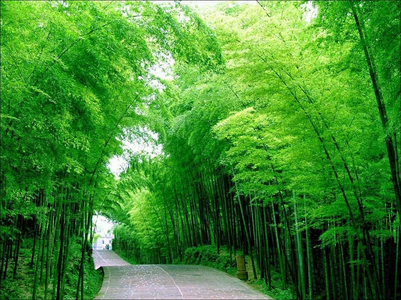 Shunan Bamboo Forest