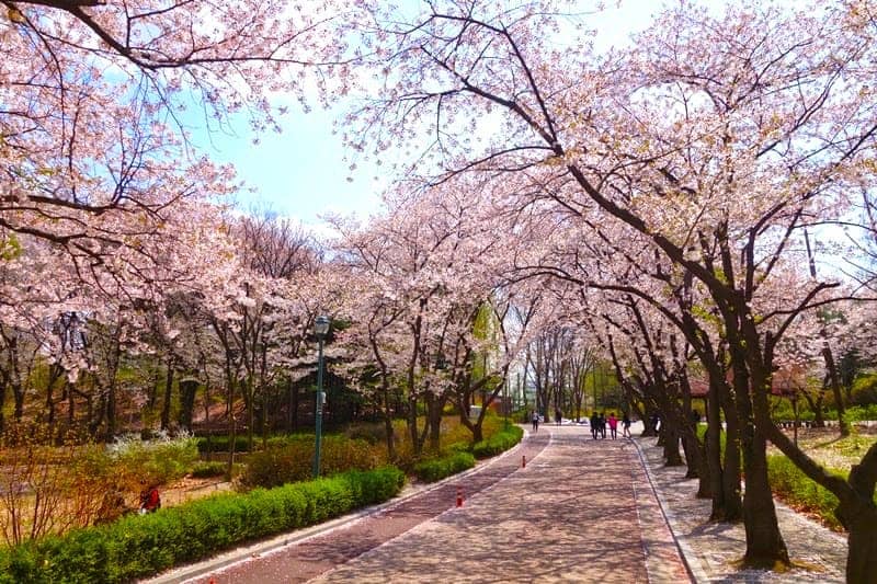 Yeouido Cherry Blossom Festival