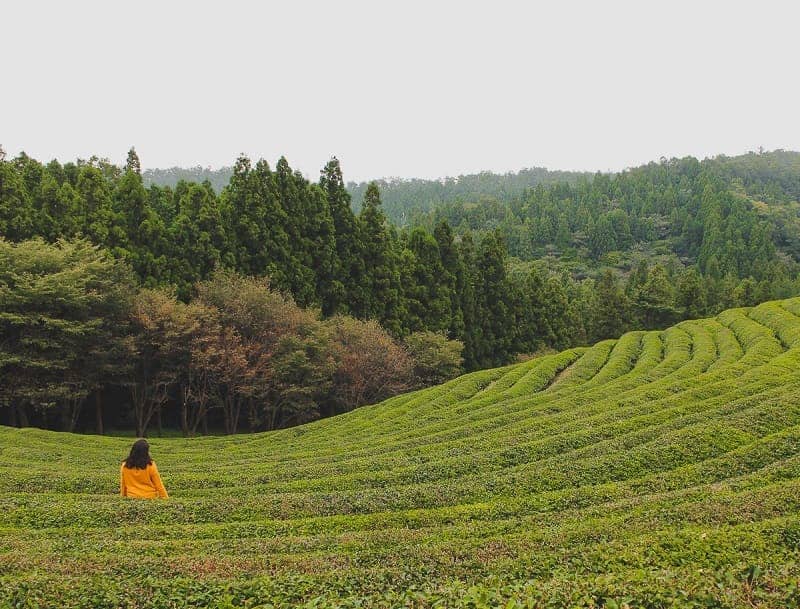 Boseong Green Tea Field