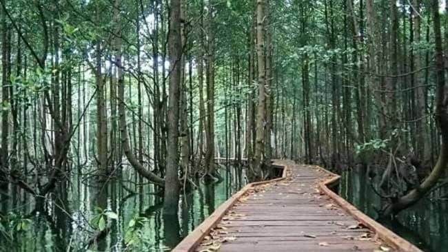 Hutan Lindung Mangrove BSD Bontang