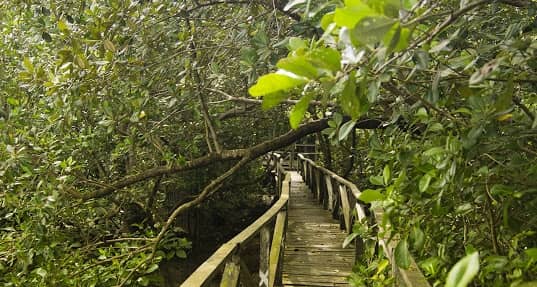 Hutan Mangrove Margasari Kampoeng Baroe