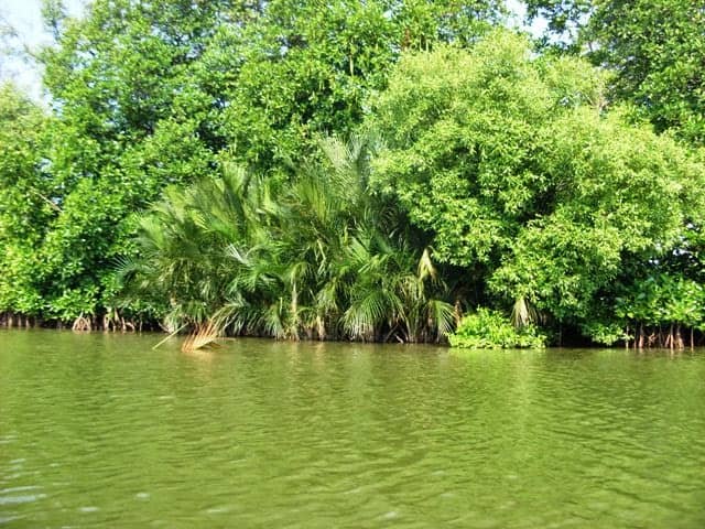 Hutan Mangrove Muara Blacan