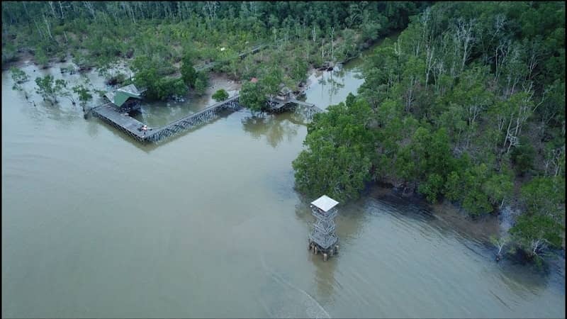 Wisata Mangrove Terbaik di Kalimantan