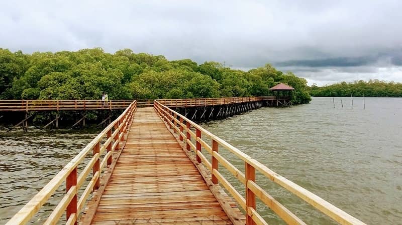 Mangrove Tanjung Batu Derawan