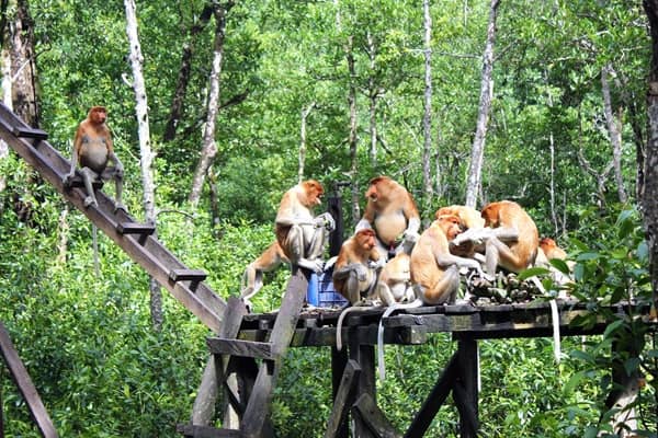 Wisata Mangrove di Kalimantan