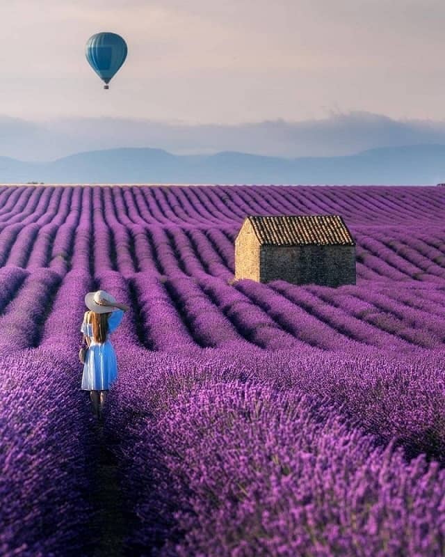 Ladang Bunga Lavender - Prancis
