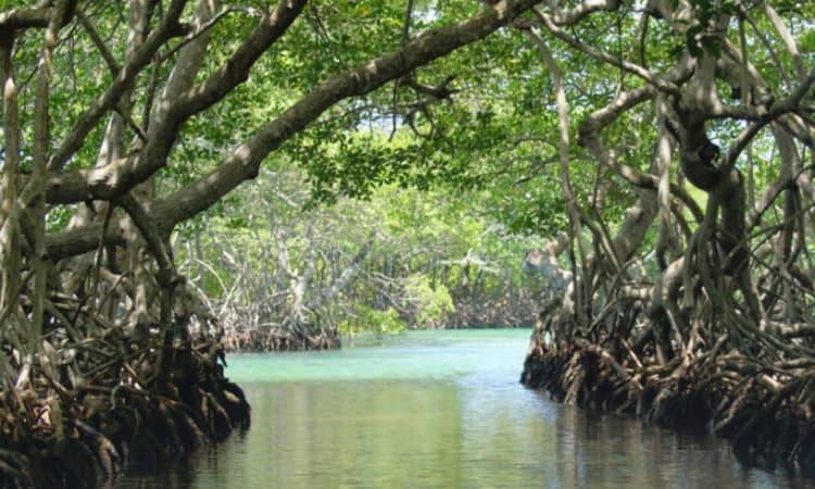 Wisata Mangrove Lahundape