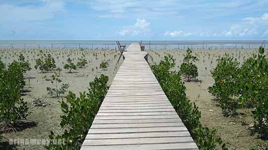 mangrove setapuk besar