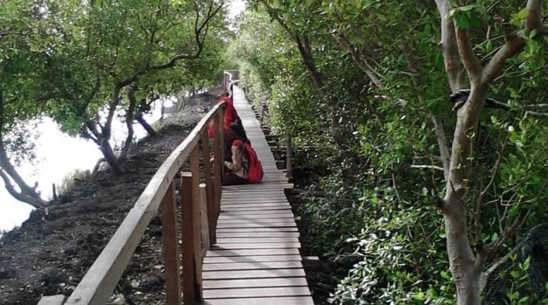 Wisata Mangrove Ujung Pangkah, Gresik
