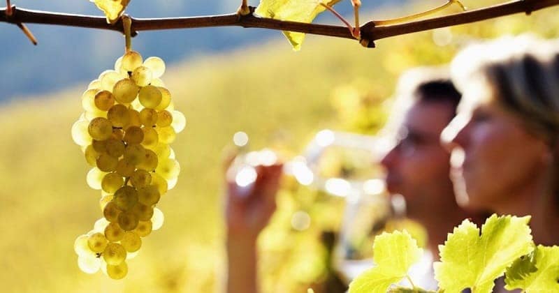 Wine Festival Terkenal di Dunia