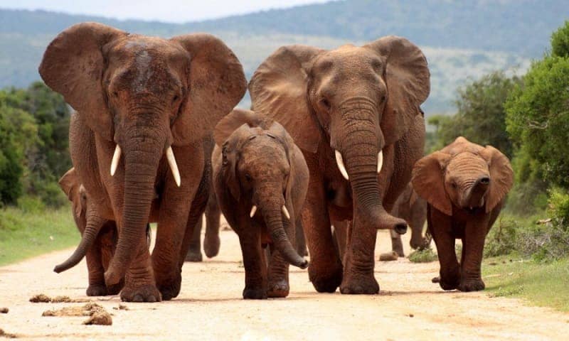  Addo Elephant National Park