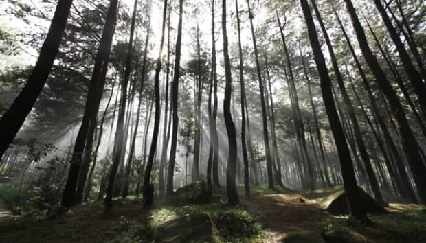 Hutan Pinus Kampar