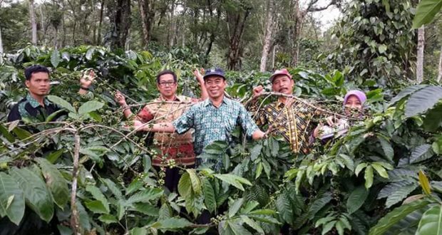 Kebun Kopi Kepahiang