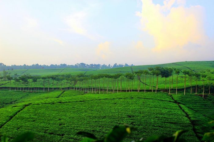 Kebun Teh Kabawetan