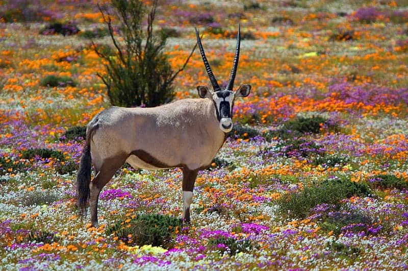 Namaqua National Park