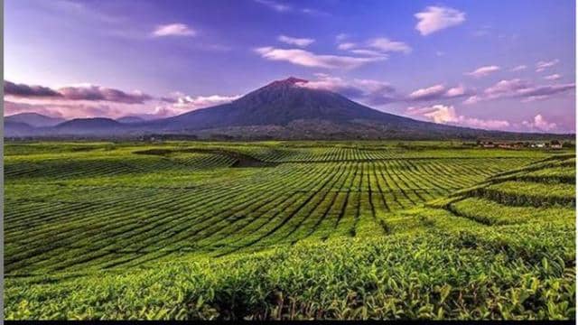 Perkebunan Teh Kayu Aro