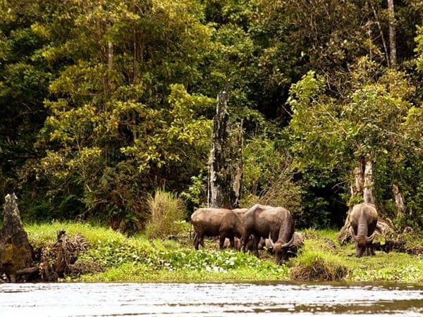 Taman Nasional Kerinci Seblat