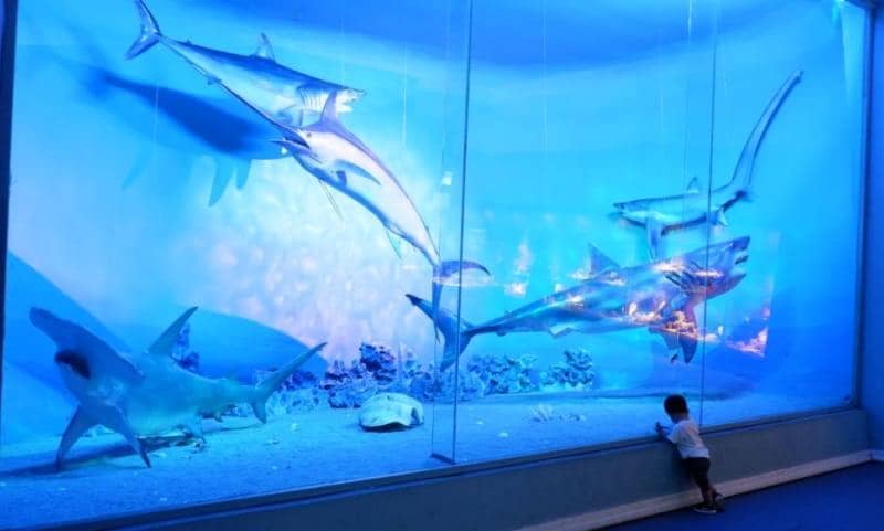 Fantastic Aquarium