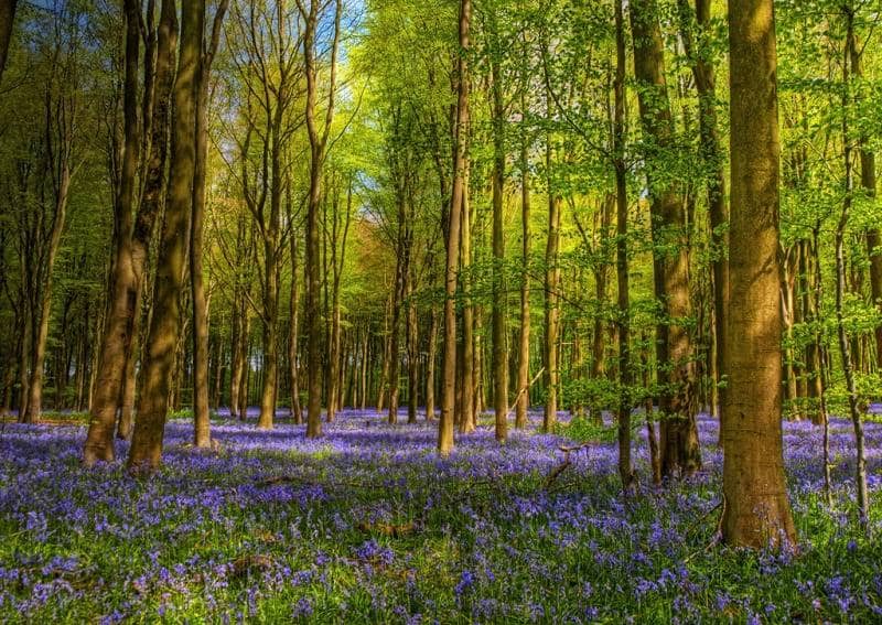Bluebells Hampshire Woods