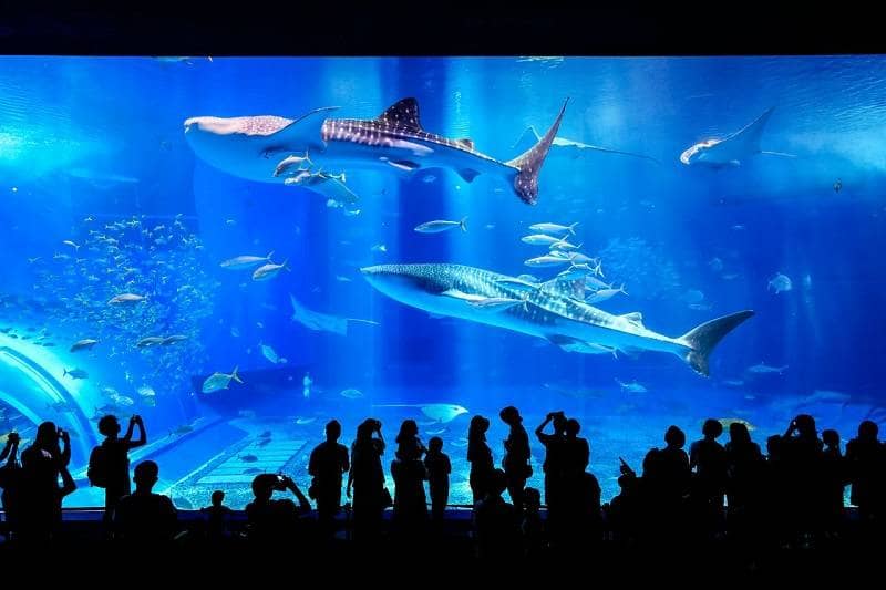 Okinawa Chiraumi Aquarium