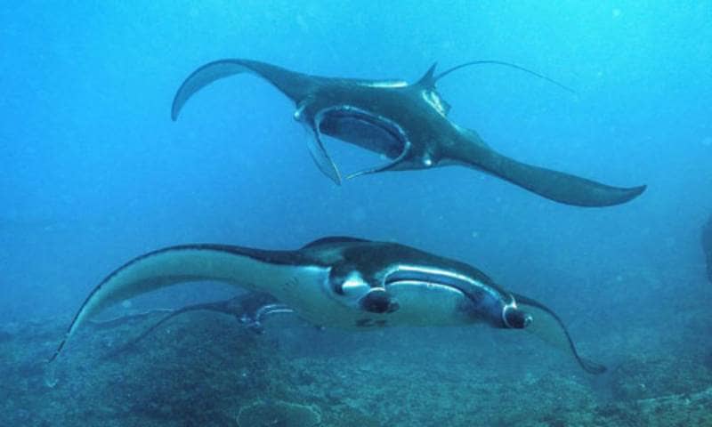 Diving di Manta Point