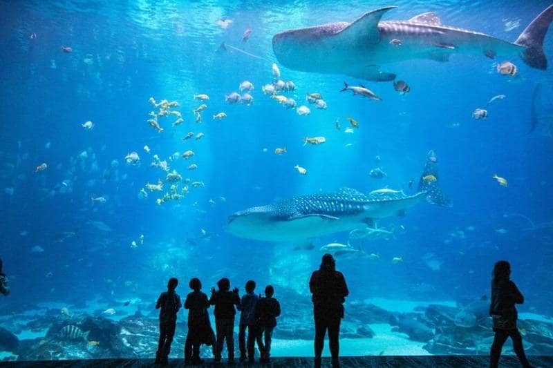 Georgia Aquarium