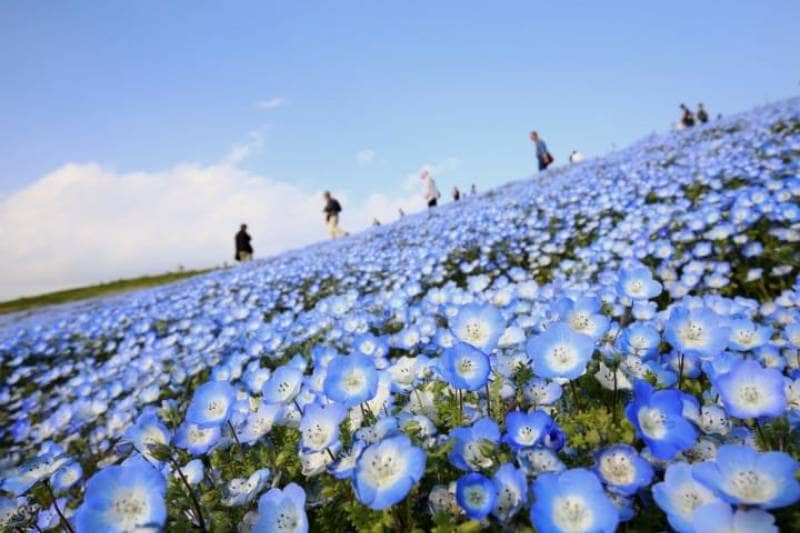 Hitachi Seaside Park