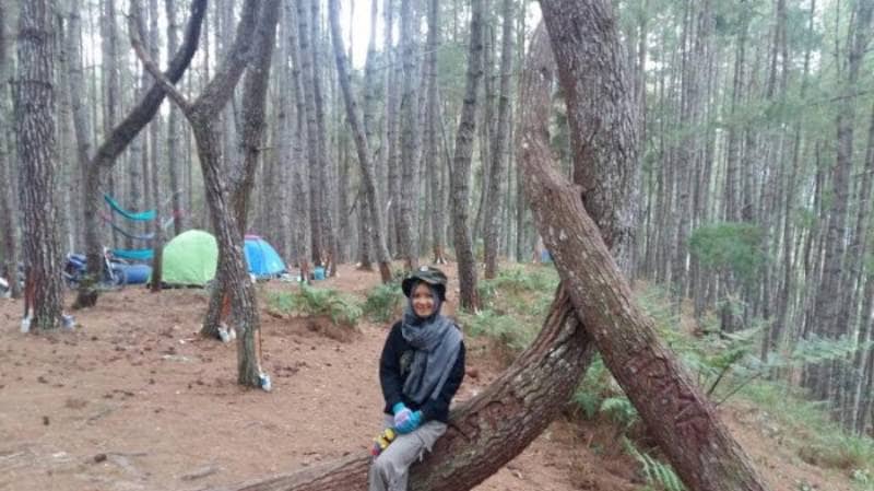 Hutan Pinus Baredok