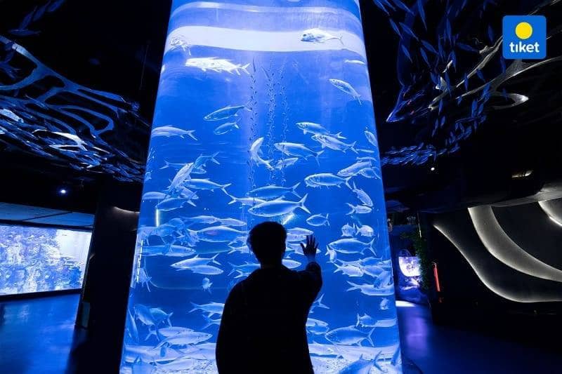 9 Wisata Aquarium di Indonesia Koleksi Ragam hewan laut