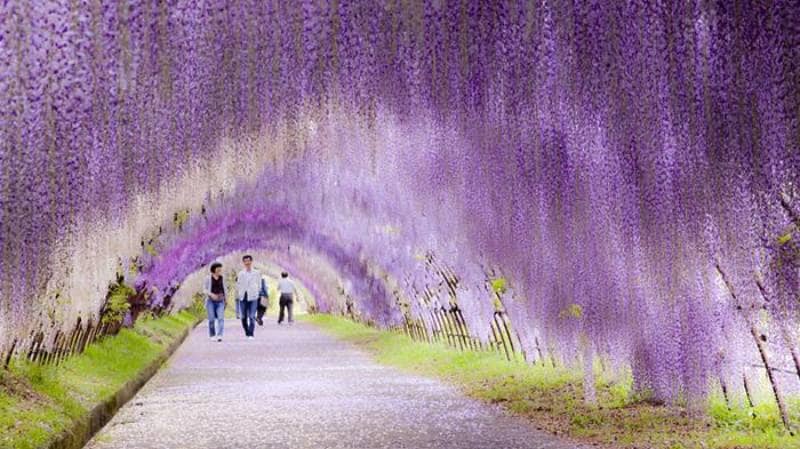 Kawachi Wisteria Garden