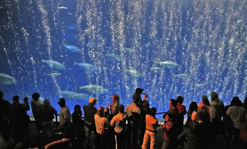  Monterey Bay Aquarium