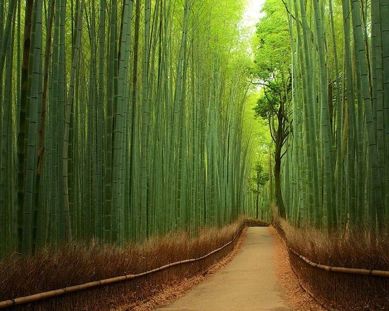 Mukeng Bamboo Forest