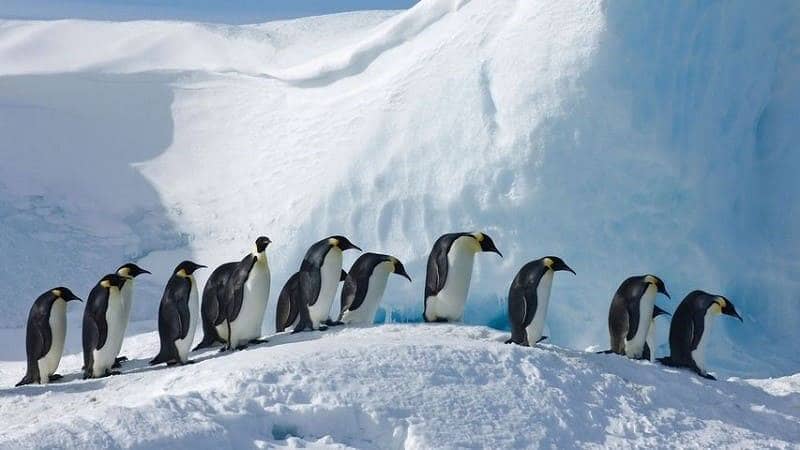 Snow Hills Island Antartika