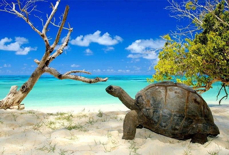 Aldabra Island