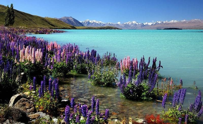 Danau Tekapo