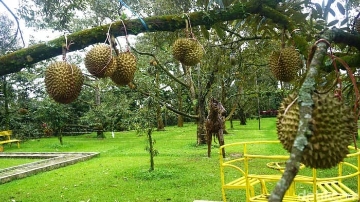 kebun durian warso farm