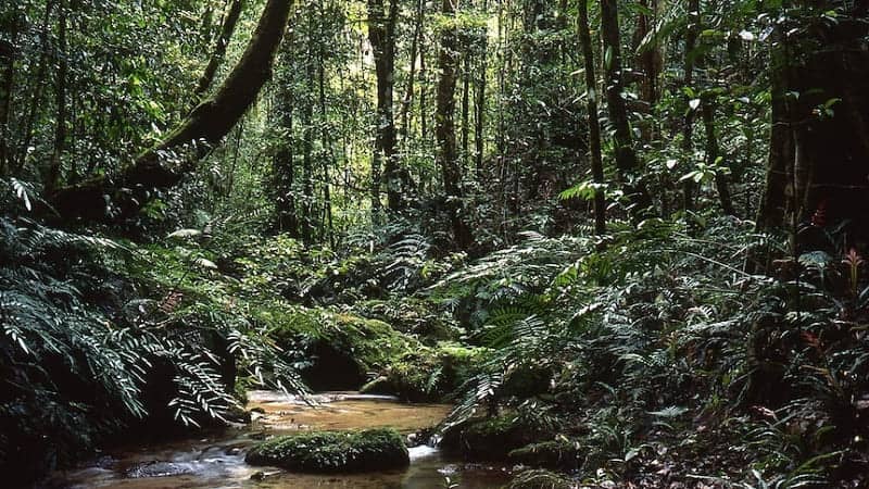 Hutan Hujan Daintree