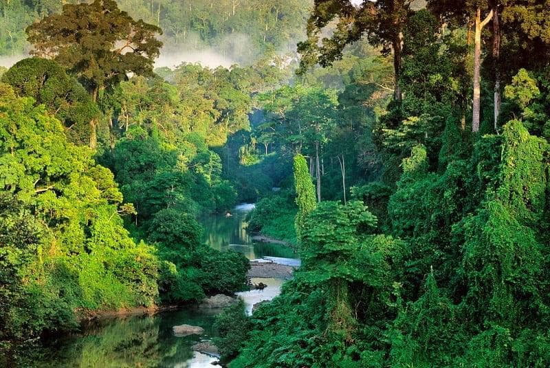 Hutan Hujan Dataran Rendah Kalimantan