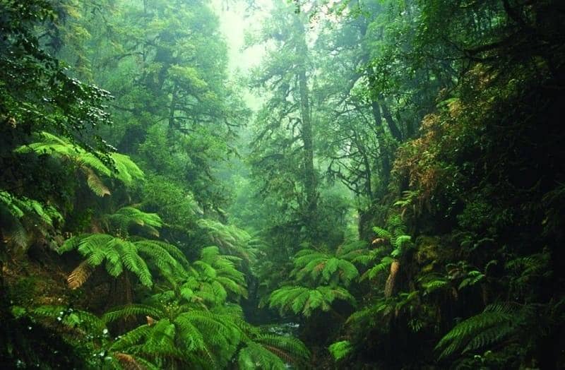 Hutan Hujan Tarkine