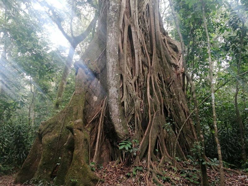 Hutan Kakamega
