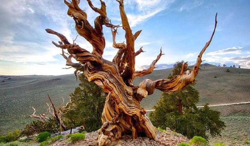 Hutan Pinus Kuno Bristlecone