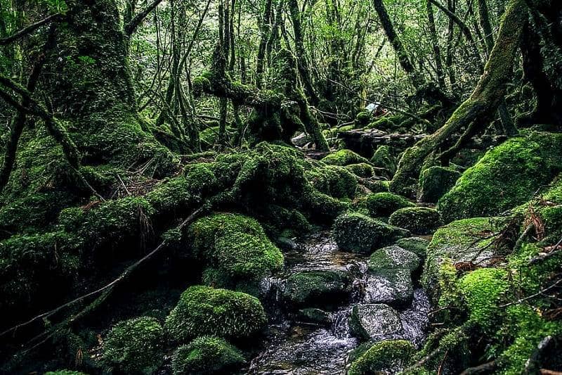 Hutan Tertua di Dunia