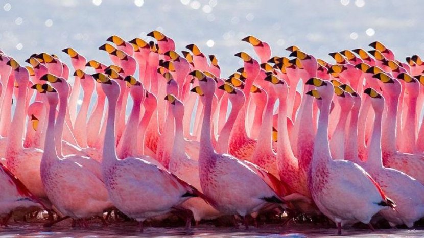 Sekawanan Flamingo Dengan Bulu Merah Muda