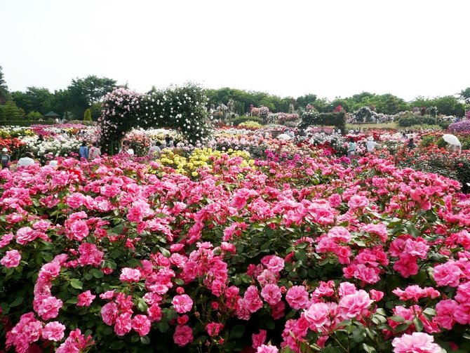Rumpun Mawar Pink di Keisei Rose Garden 