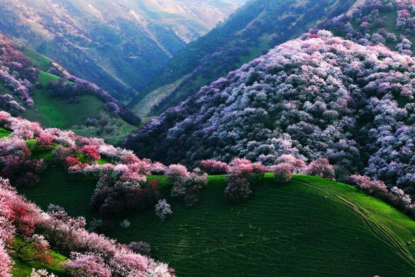 Nuansa Pink di Lembah Aprikot Yili