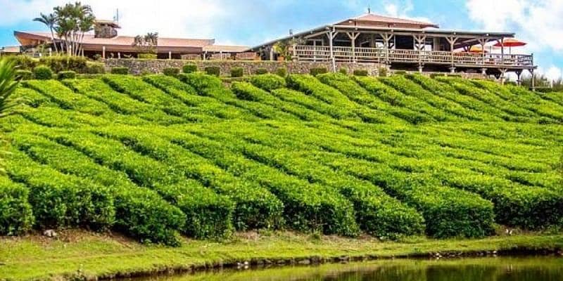 Bois Cheri Tea Factory and Museum